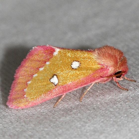 11055-Pink-Star-Moth-Lake-Kissimmee-St-Pk-Fl-2-28-13-27a