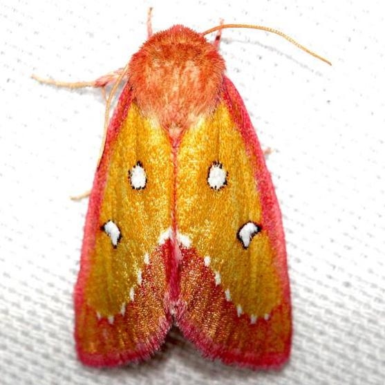 11055-Pink-Star-Moth-Lake-Kissimmee-St-Pk-Fl-2-28-13-32a