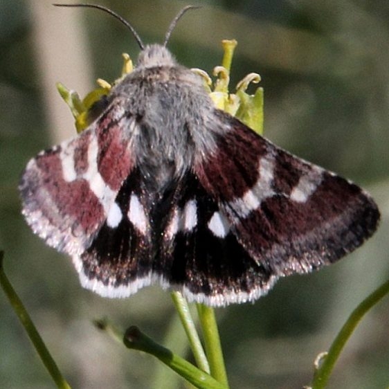 11062 White-spotted Midget Moth Long House Pueblo ruins and trail to it Mesa Verde Colorado 6-11-17 (70)_opt