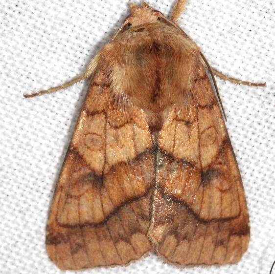 11063 Bordered Sallow Goose Bay-Camp-Lac-Seul-Canada-7-2-23