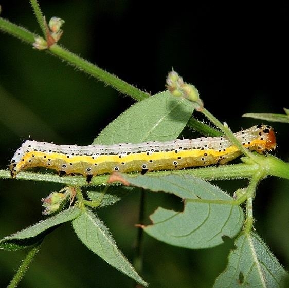 11063 Bordered Sallow Moth Clearcreek Metro Pk 8-19-16
