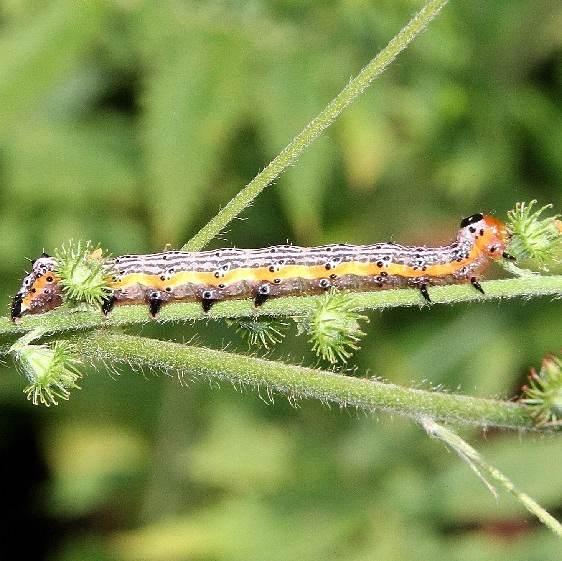 11064 Purple-lined Sallow Moth Clearcreek Metro Pk 8-19-16