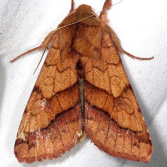11064 Purple-lined Sallow Thunder Lake UP Mich 6-26-18 (15)_opt