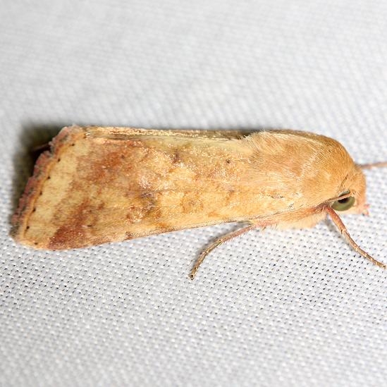 11068-Corn-Earworm-Moth-yard-8-10-12