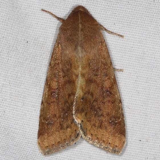 11068 Corn Earworm Moth yard 8-29-15_opt