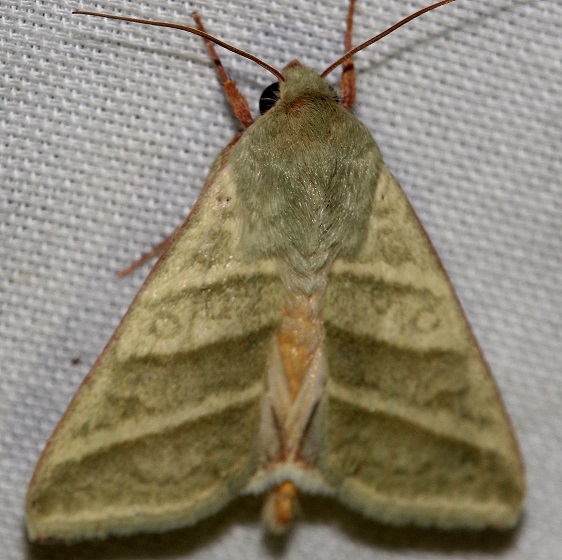 11070-Subflexus-Straw-Moth-yard-9-1-12