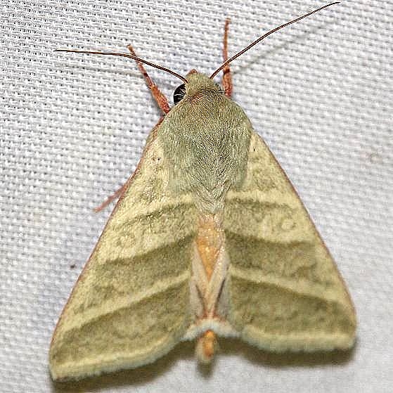 11070-Subflexus-Straw-Moth-yard-9-1-12