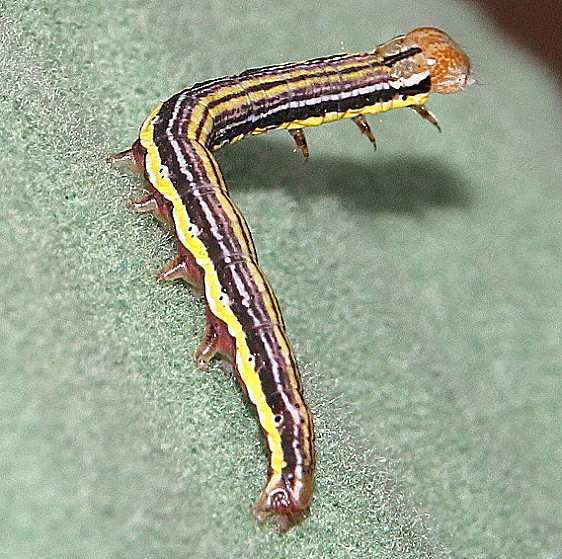 11073.1 Lupatus Straw Moth Sandy Springs Adams Co Ohio 8-23-19