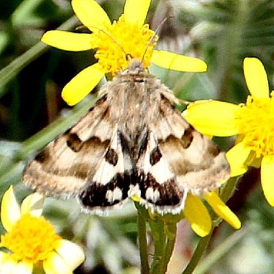 11077 Heliothis ononis Florissant Fossil Beds Natl Pk Colorado 6-21-17 (14)_opt