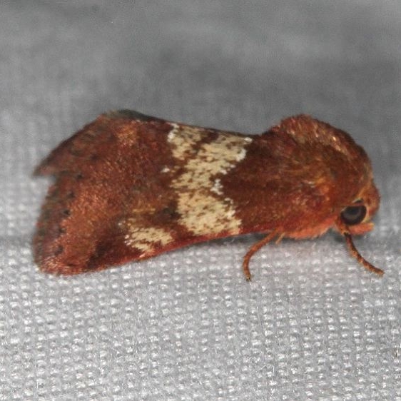 11099 Divided Flower Moth Big Lagoon St Pk Fl 9-15-18  (19)_opt