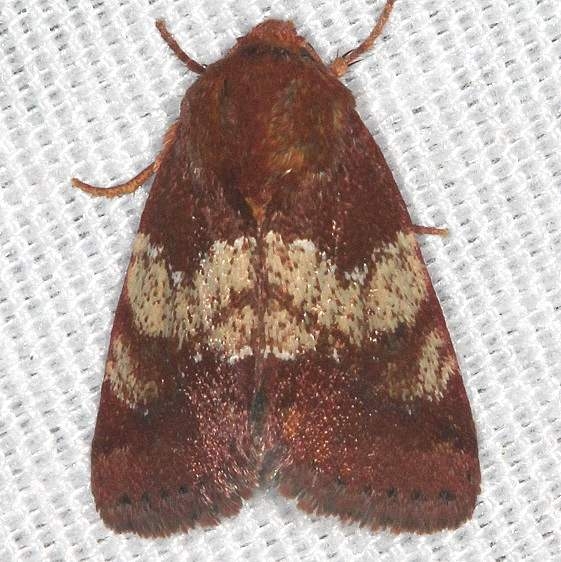 11099 Divided Flower Moth Big Lagoon St Pk Fl 9-15-18  (20)_opt