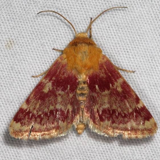 11106 Painted Schinia Moth White House campground Grand Staircase Escalnte Utah 5-25-17 (50)_opt