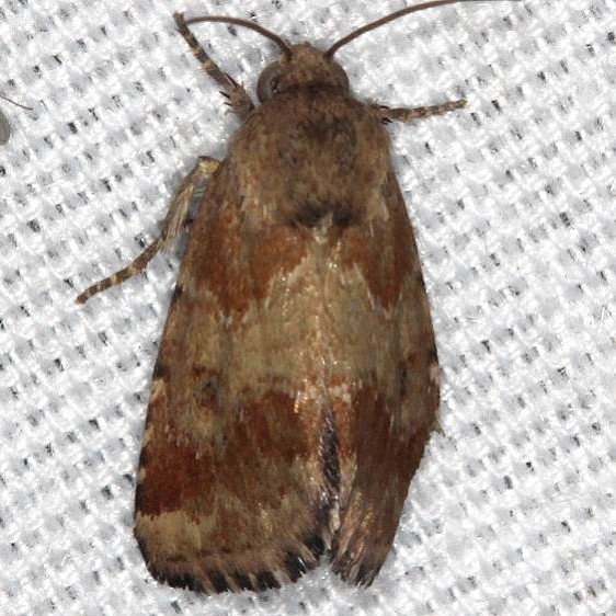 11112 Sordid Flower Moth  Suwanee River St Pk 9-19-18 (10)_opt
