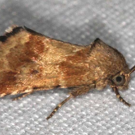 11112 Sordid Flower Moth Suwanee River St Pk 9-19-18 (9)_opt