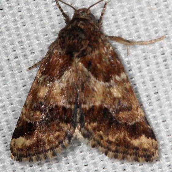 11112 Sordid Flower Moth Suwanee River St Pk Fl 9-21-18 (46)_opt