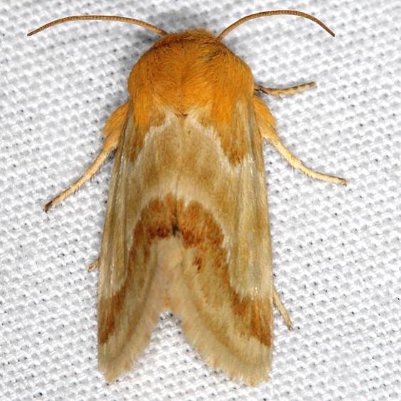11115 Alluring Schinia Moth Big Lagoon st Pk Fl 9-13-18 (2)_opt