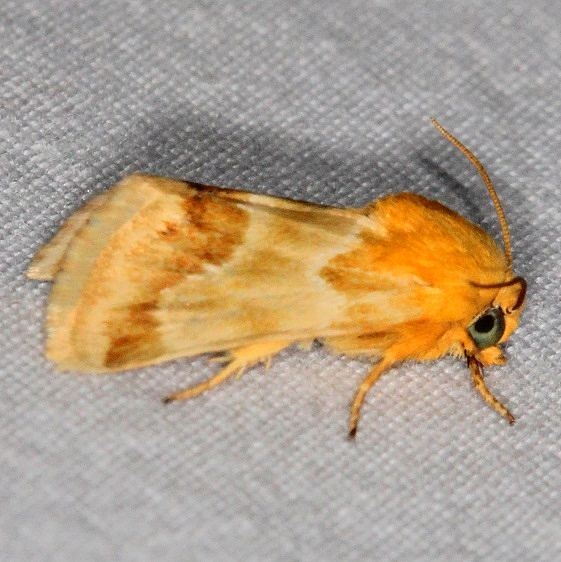 11115 Alluring Schinia Moth Big Lagoon st Pk Fl 9-13-18 (4)_opt