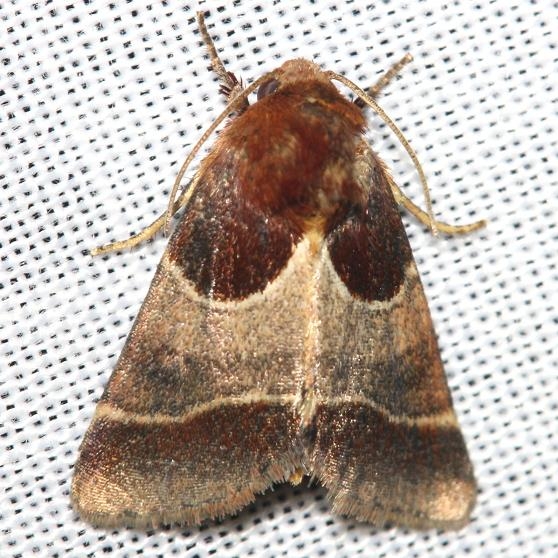11128-Arcigera-Flower-Moth-yard-8-29-12