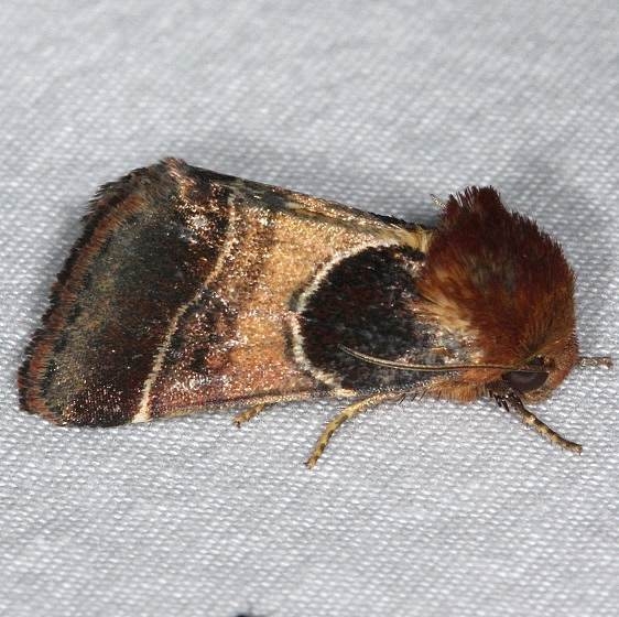 11128-Arcigera-Flower-Moth-yard-8-30-14