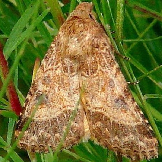 11134.3-Schinia-mexicana-Parker-Canyon-Lake-9-7-12-60a