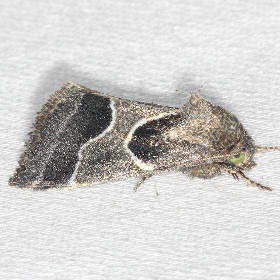 11135-Ragweed-Flower-Moth-yard-8-9-13-16
