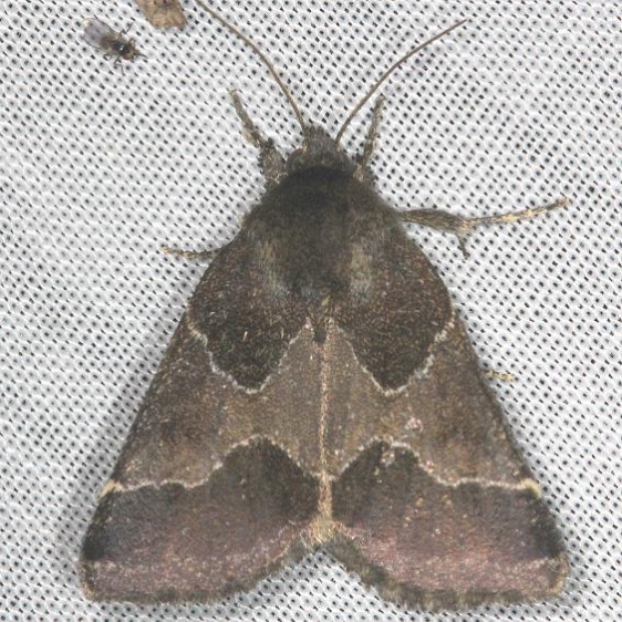 11135-Ragweed-Flower-Moth-yard-8-9-13-20