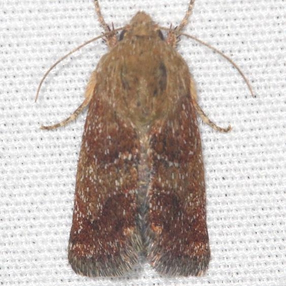 11137 Camphorweed  Flower Moth Suwannee River St Pk 9-19-18 (13)_opt