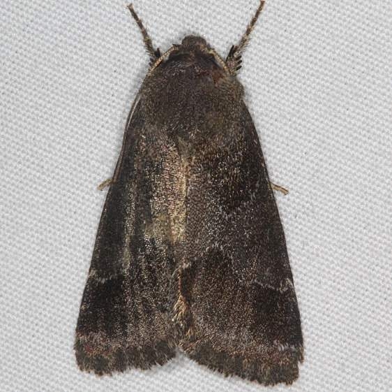 11141-Thoreaus-Flower-Moth-yard-8-5-15