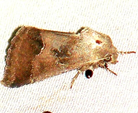 11141-Thoreaus-Flower-Moth-yard-8-1-09