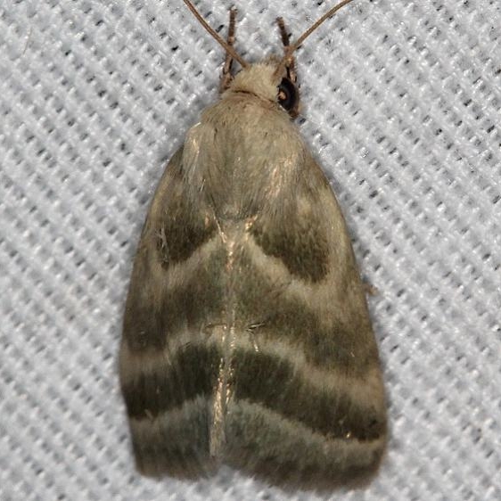 11149 Three-lined Flower Moth Suwannee River St Pk 9-19-18 (7)_opt