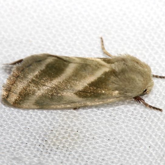 11149-Three-lined-Flower-Moth-yard-8-20-12-19a
