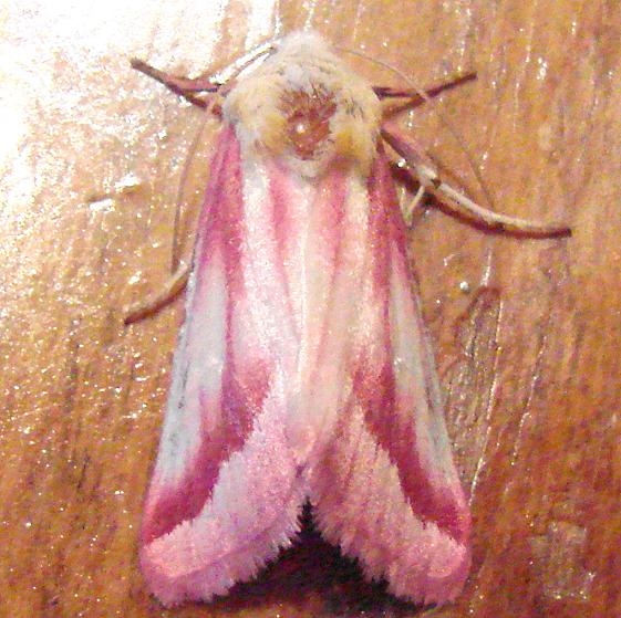 11168-Clouded-Crimson-yard-8-19-08