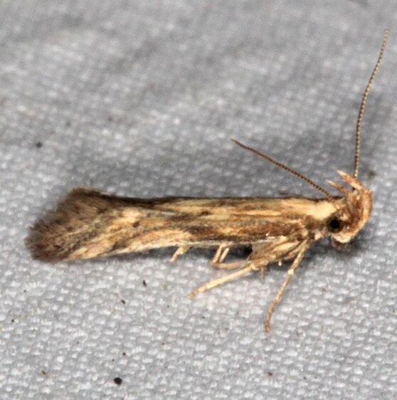 1685-Burdock-Seedhead-Moth-yard-7-11-21