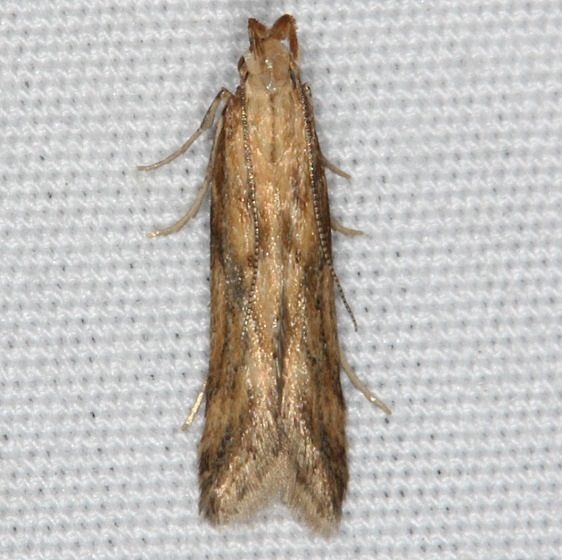 1685 Burdock Seedhead Moth yard 7-21-14