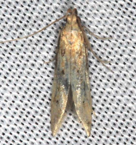 1686 Metzneria paucipunctella tentative Lake of the Woods Ontario 7-19-16_opt