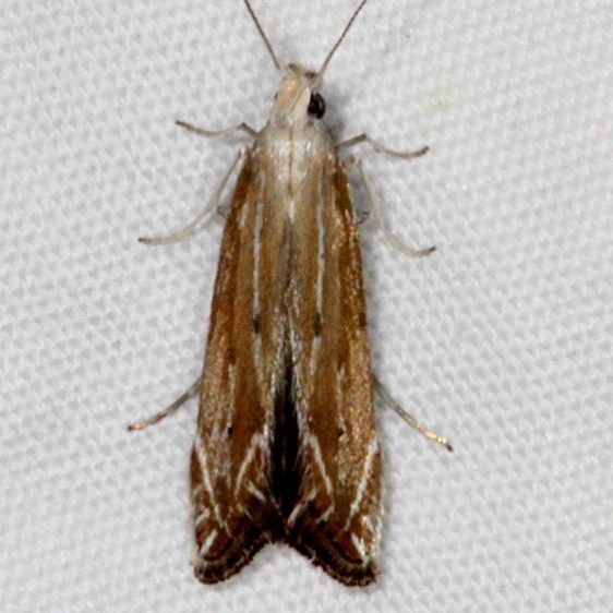 1694 Isophrictis magnella Pine Lake Dixie Natl Forest Utah 5-31-17 (25)_opt