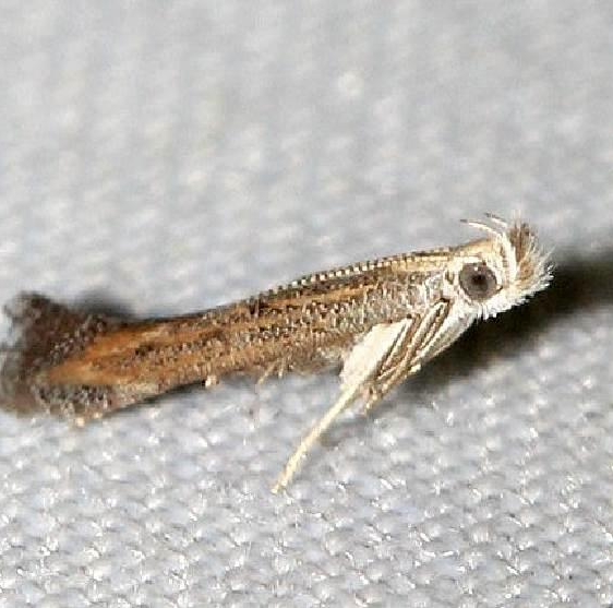 1702 Isophrictis similiella yard 6-16-12