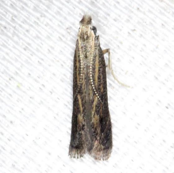 1702 Isophrictis similiella yard 8-6-13