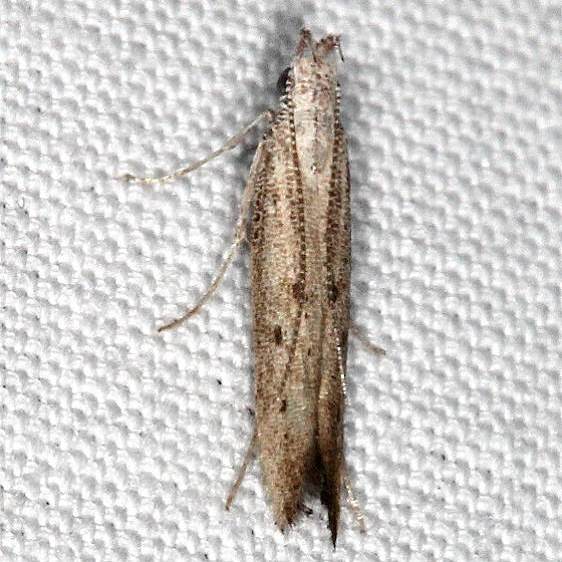 1705.97-Unidentified-Isophrictis-Moth-BG-tenative-Hopkins-Prairie-Fl-11-14-19-42_opt
