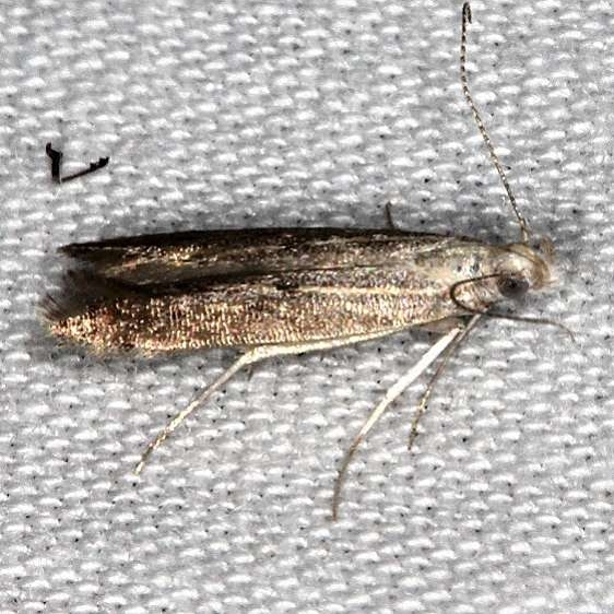 1705.97 Unidentified Isophrictis Moth yard BG 7-3-18 (1)_opt