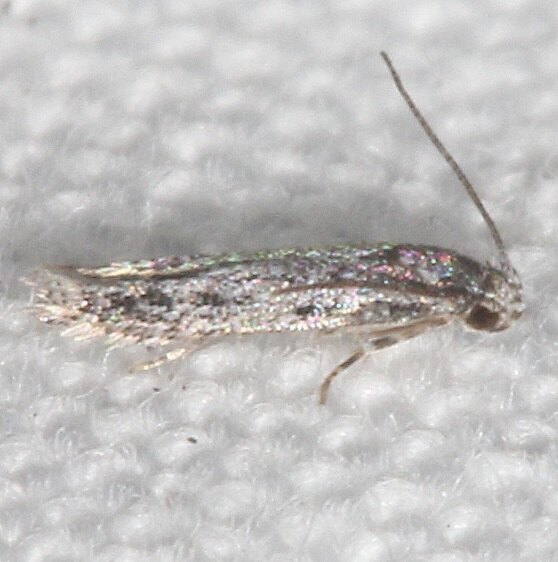 1706-Monochroa-absconditella-BG-Collier-Seminole-St-Pk-Fl-3-12-23
