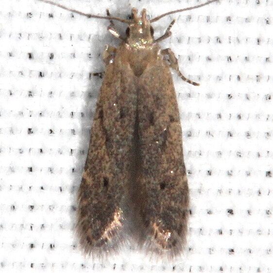 1708 Monochroa disconotella-BG-Suwanee River St Pk Fl 3-30-23