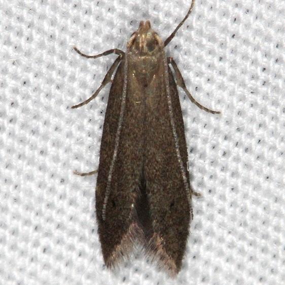 1708-Monochroa-disconotella-yard-6-16-14-21_opt