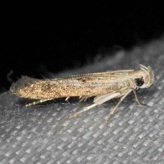 1708.97 Unidentified Monochroa sp yard 7-22-13