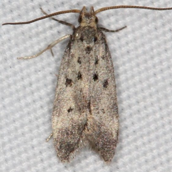1716 Monochroa quinquepunctella Moth Campsite 119 Falcon St Pk Texas BG 10-25-16_opt