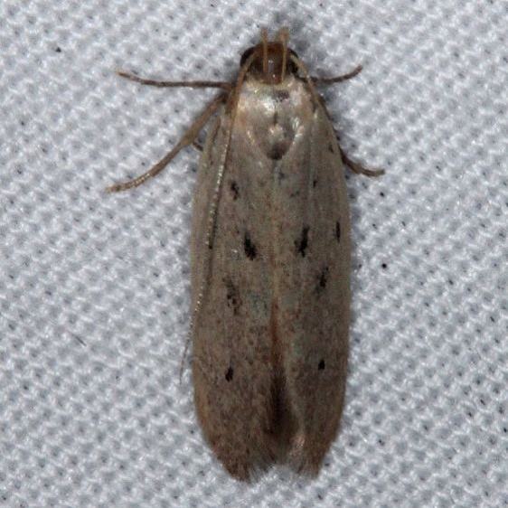 1716 Monochroa quinquepunctella Pineland Everglades Fl 2-26-15