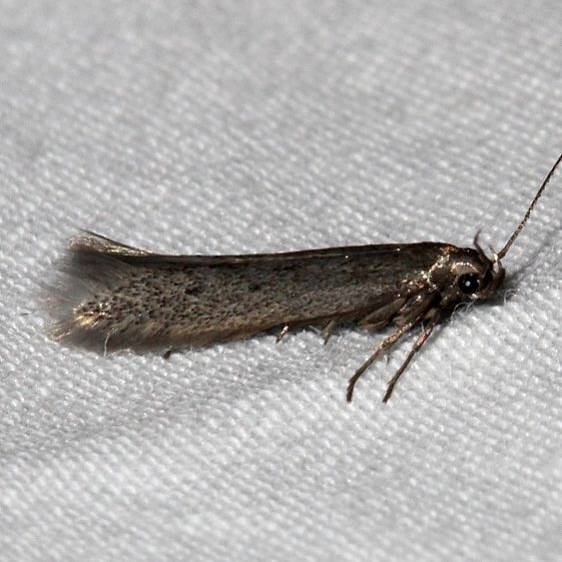 1716 Monochroa quinquepunctella tentative out of range Rocky Mountain Natl Pk Colorado 6-22-17 (2)_opt