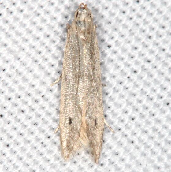 1716.97-Unidentified-Monochroa-BG-Bear-Island-Big-Cypress-Fl-3-1-21