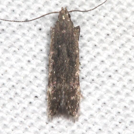 1716.97 Unidentified Monochroa-BG-Collier-Seminole St Pk Fl 3-13-23