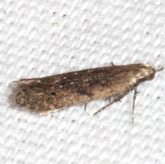 1716.97 Unidentified Monochroa-BG Paynes Prairie St Pk Fl 3-9-23